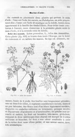 Ache des marais / Livèche - Histoire naturelle des drogues simples, ou Cours d'histoire naturelle pr [...]