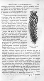 Racine d'angélique - Histoire naturelle des drogues simples, ou Cours d'histoire naturelle professé  [...]