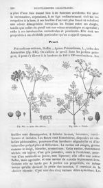 Ache des chiens / Persil - Histoire naturelle des drogues simples, ou Cours d'histoire naturelle pro [...]