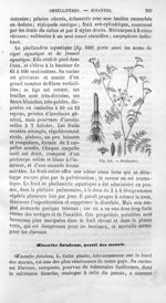 Phellandrie - Histoire naturelle des drogues simples, ou Cours d'histoire naturelle professé à l'Éco [...]