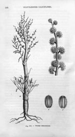 Dorema ammoniacum - Histoire naturelle des drogues simples, ou Cours d'histoire naturelle professé à [...]