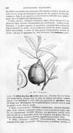 Le goyaver - Histoire naturelle des drogues simples, ou Cours d'histoire naturelle professé à l'Écol [...]