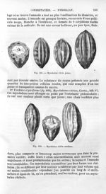 Myrobalan citrin jaune / Myrobalan citrin verdâtre - Histoire naturelle des drogues simples, ou Cour [...]