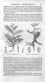 Réglisse officinale / Réglisse de Russie - Histoire naturelle des drogues simples, ou Cours d'histoi [...]