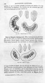 Séné de Syrie ou d'Alep / Séné de Tripoli - Histoire naturelle des drogues simples, ou Cours d'histo [...]