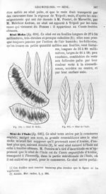 Séné de Moka / Séné de l'Inde - Histoire naturelle des drogues simples, ou Cours d'histoire naturell [...]