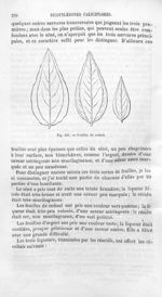 Feuilles du redoul - Histoire naturelle des drogues simples, ou Cours d'histoire naturelle professé  [...]