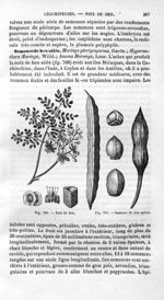 Noix de ben / Semence de ben aptère - Histoire naturelle des drogues simples, ou Cours d'histoire na [...]