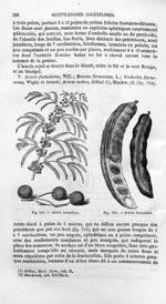 Acacia farnesiana - Histoire naturelle des drogues simples, ou Cours d'histoire naturelle professé à [...]