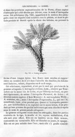 Gomme adragante - Histoire naturelle des drogues simples, ou Cours d'histoire naturelle professé à l [...]