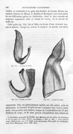 Caroub de Judée - Histoire naturelle des drogues simples, ou Cours d'histoire naturelle professé à l [...]