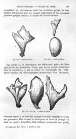 Galle de Chine - Histoire naturelle des drogues simples, ou Cours d'histoire naturelle professé à l' [...]