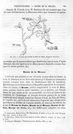 L'arbre qui fournit la Galle de Chine, d'après le Pen-tsao - Histoire naturelle des drogues simples, [...]
