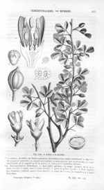 Arbre à la myrrhe - Histoire naturelle des drogues simples, ou Cours d'histoire naturelle professé à [...]