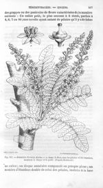 Boswelia Carterii - Histoire naturelle des drogues simples, ou Cours d'histoire naturelle professé à [...]