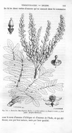 Boswelia Bau-Dajiana - Histoire naturelle des drogues simples, ou Cours d'histoire naturelle profess [...]