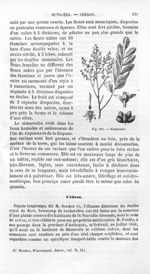 Simarouba - Histoire naturelle des drogues simples, ou Cours d'histoire naturelle professé à l'École [...]