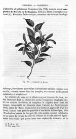 Camphrier de Bornéo - Histoire naturelle des drogues simples, ou Cours d'histoire naturelle professé [...]