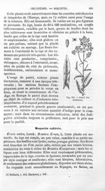 Pastel des teinturiers - Histoire naturelle des drogues simples, ou Cours d'histoire naturelle profe [...]