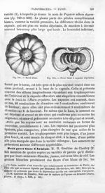 Pavot blanc / Pavot blanc à capsules déprimées - Histoire naturelle des drogues simples, ou Cours d' [...]