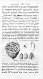 Fève d'Egypte - Histoire naturelle des drogues simples, ou Cours d'histoire naturelle professé à l'É [...]