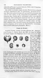 Coque du Levant - Histoire naturelle des drogues simples, ou Cours d'histoire naturelle professé à l [...]