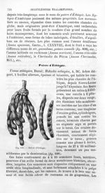 Poivre d'Ethiopie - Histoire naturelle des drogues simples, ou Cours d'histoire naturelle professé à [...]
