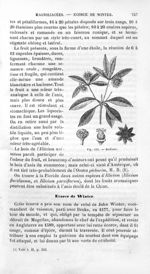 Badiane - Histoire naturelle des drogues simples, ou Cours d'histoire naturelle professé à l'École s [...]