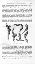 Racine de Chynlen - Histoire naturelle des drogues simples, ou Cours d'histoire naturelle professé à [...]