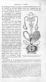 Parties de la génération et poches au castoréum du castor mâle - Histoire naturelle des drogues simp [...]