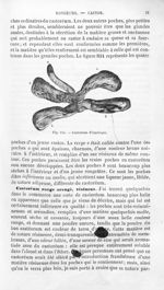 Castoréum d'Amérique - Histoire naturelle des drogues simples, ou Cours d'histoire naturelle profess [...]