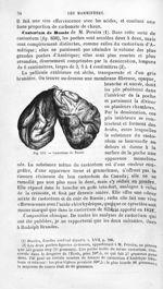 Castoréum de Russie - Histoire naturelle des drogues simples, ou Cours d'histoire naturelle professé [...]