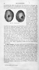 Musc de Chine - Histoire naturelle des drogues simples, ou Cours d'histoire naturelle professé à l'É [...]