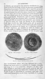 Musc du Bengale / Poils de musc de grandeur naturelle - Histoire naturelle des drogues simples, ou C [...]