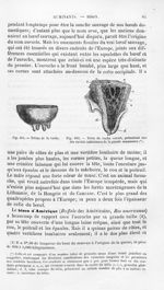 Tétins de la vache - Histoire naturelle des drogues simples, ou Cours d'histoire naturelle professé  [...]