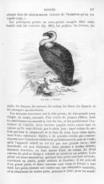 Vautour - Histoire naturelle des drogues simples, ou Cours d'histoire naturelle professé à l'École s [...]