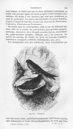 Salangane - Histoire naturelle des drogues simples, ou Cours d'histoire naturelle professé à l'École [...]