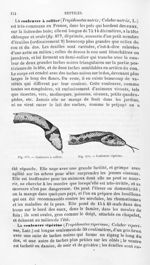 Couleuvre à collier / Couleuvre vipérine - Histoire naturelle des drogues simples, ou Cours d'histoi [...]