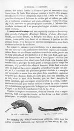 Crotale (tête) / Crotale (queue) - Histoire naturelle des drogues simples, ou Cours d'histoire natur [...]