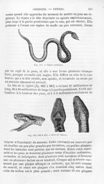 Vipère commune / Têtes de vipères - Histoire naturelle des drogues simples, ou Cours d'histoire natu [...]