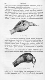 Naja / Aspic des anciens - Histoire naturelle des drogues simples, ou Cours d'histoire naturelle pro [...]