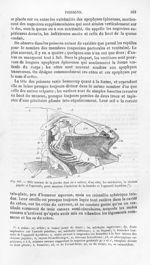 Tête osseuse de la perche - Histoire naturelle des drogues simples, ou Cours d'histoire naturelle pr [...]