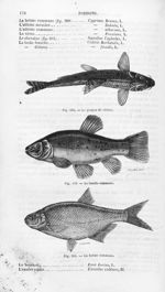 Le goujon de rivière / La tanche commune / La brème commune - Histoire naturelle des drogues simples [...]