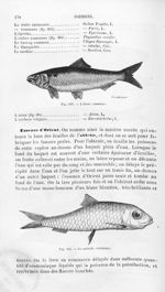 L'alose commune / La melette vévéneuse - Histoire naturelle des drogues simples, ou Cours d'histoire [...]