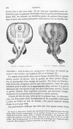 Torpille commune - Histoire naturelle des drogues simples, ou Cours d'histoire naturelle professé à  [...]