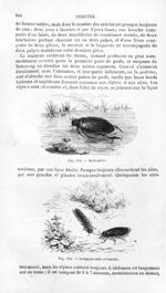 Hydrophile / Lampyres mâle et femelle - Histoire naturelle des drogues simples, ou Cours d'histoire  [...]