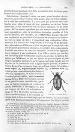 Cétoine dorée - Histoire naturelle des drogues simples, ou Cours d'histoire naturelle professé à l'É [...]