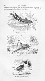 Mante religieuse / Sauterelle / Blatte des cuisines - Histoire naturelle des drogues simples, ou Cou [...]