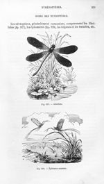 Libellule / Ephémère commun - Histoire naturelle des drogues simples, ou Cours d'histoire naturelle  [...]