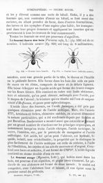 Fourmi fauve femelle / Fourmi fauve (individu neutre) - Histoire naturelle des drogues simples, ou C [...]